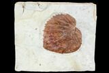 Fossil Leaf (Davidia) - Montana #105136-1